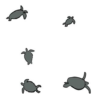 gray turtle