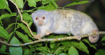 Common Spotted Cuscus