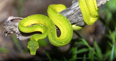 Green Python