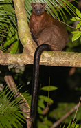 Wildlife-card
